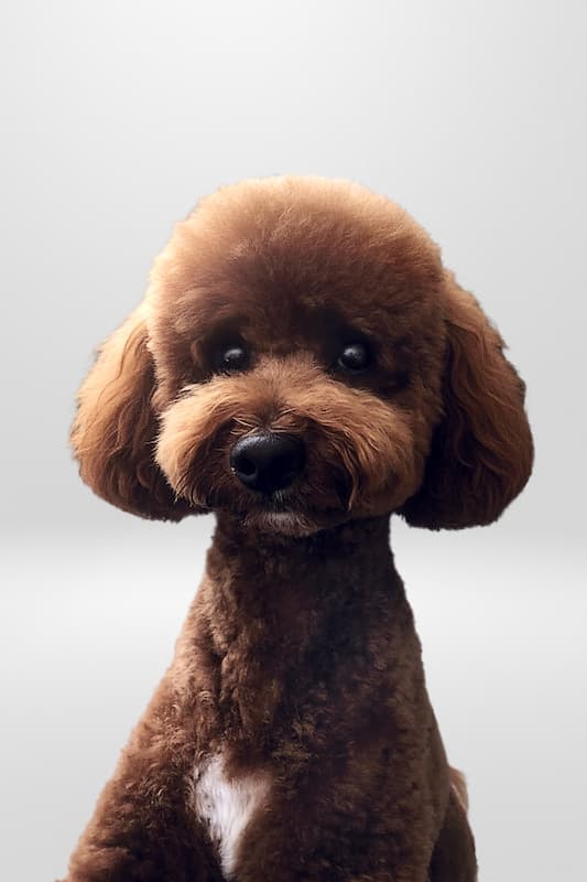 Rupert